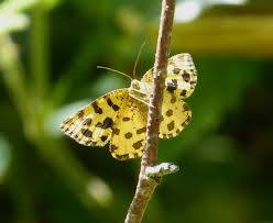 Attēlu rezultāti vaicājumam “Pseudopanthera macularia”