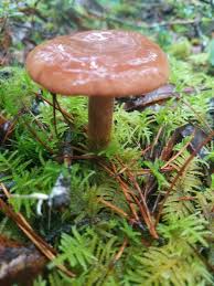 Attēlu rezultāti vaicājumam “Hypomyces armeniacus”