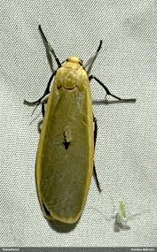 Attēlu rezultāti vaicājumam “Eilema depressa imago”