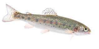 Image result for Oncorhynchus