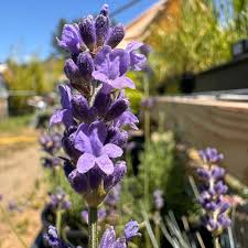 Attēlu rezultāti vaicājumam “Lavandula angustifolia flower”