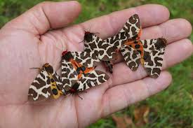 Attēlu rezultāti vaicājumam “Arctia caja imago”