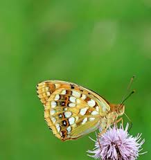 Attēlu rezultāti vaicājumam “Euphydrias aurinia upperside”