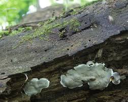 Attēlu rezultāti vaicājumam “Kretzschmaria deusta”