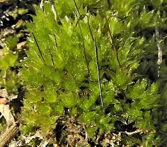 Attēlu rezultāti vaicājumam “Bryum funkii”