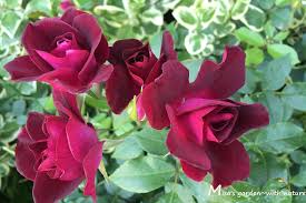 「アイスバーグ」の画像検索結果