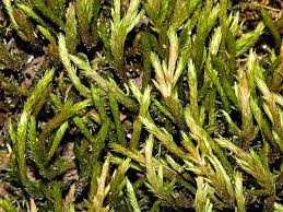 Attēlu rezultāti vaicājumam “Leucodon sciuroides”