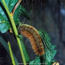 Attēlu rezultāti vaicājumam “Spilosoma lutea larva”