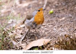 Attēlu rezultāti vaicājumam “Erithacus rubecula adult”