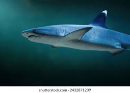 Image result for Triaenodon obesus