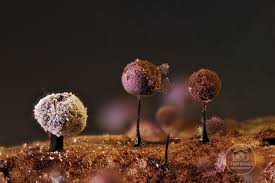 Attēlu rezultāti vaicājumam “Stemonitopsis typhina var. similis macro”