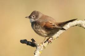 Attēlu rezultāti vaicājumam “Sylvia communis adult”