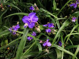 Attēlu rezultāti vaicājumam “Tradescantia virginiana flower”