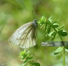 Attēlu rezultāti vaicājumam “Leptidea sinapis underside”