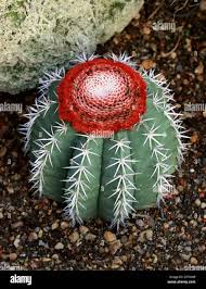 Image result for Cactaceae