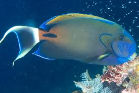 Image result for Naso hexacanthus