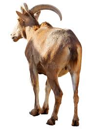 Attēlu rezultāti vaicājumam “Capra”