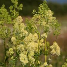 Attēlu rezultāti vaicājumam “Thalictrum lucidum flower”