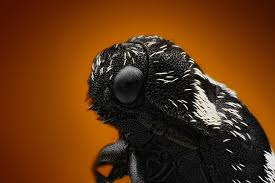 Attēlu rezultāti vaicājumam “Megatoma undata”