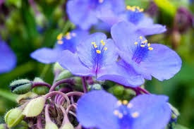 Attēlu rezultāti vaicājumam “Tradescantia virginiana”