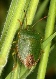 Attēlu rezultāti vaicājumam “Palomena prasina”