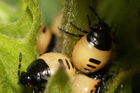Attēlu rezultāti vaicājumam “Tritomegas bicolor”