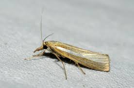 Attēlu rezultāti vaicājumam “Catoptria margaritella”