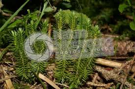 Attēlu rezultāti vaicājumam “Huperzia selago”