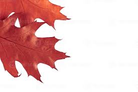 Attēlu rezultāti vaicājumam “Quercus rubra leaf”