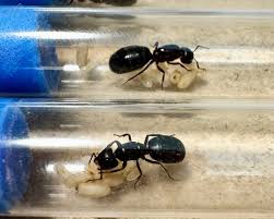 Attēlu rezultāti vaicājumam “Camponotus herculeanus”