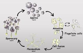 Attēlu rezultāti vaicājumam “Cribraria aurantiaca spores”