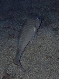 Image result for Umbrina cirrosa