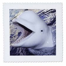 Image result for Delphinapterus leucas