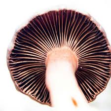 Attēlu rezultāti vaicājumam “Hemitrichia lutescens macro”