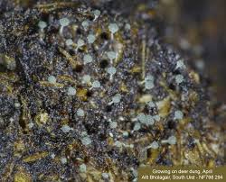 Attēlu rezultāti vaicājumam “Penicillium vulpinum”