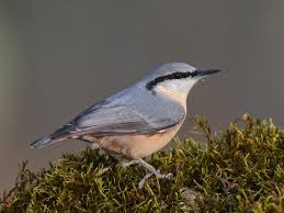 Image result for Sitta europaea