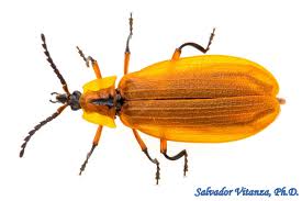 Attēlu rezultāti vaicājumam “Lycidae”