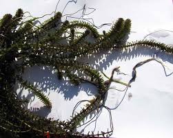 Attēlu rezultāti vaicājumam “Elodea canadensis leaf”