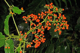 Attēlu rezultāti vaicājumam “Adoxaceae”