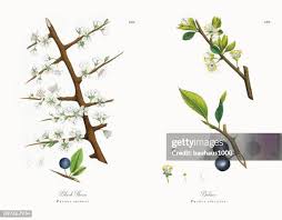 Attēlu rezultāti vaicājumam “Prunus spinosa leaf”