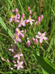 Attēlu rezultāti vaicājumam “Centaurium erythraea flower”