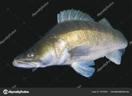 Image result for Sander lucioperca