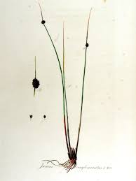 Attēlu rezultāti vaicājumam “Juncus conglomeratus”