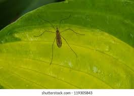 Attēlu rezultāti vaicājumam “Trichocera”