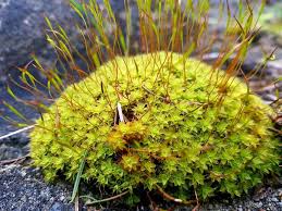 Attēlu rezultāti vaicājumam “Antitrichia curtipendula macro”