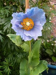 Image result for Scheinmohn blau
