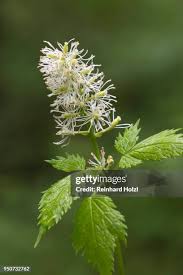 Attēlu rezultāti vaicājumam “Actaea spicata flower”
