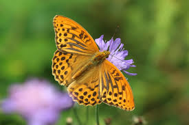 Attēlu rezultāti vaicājumam “Argynnis paphia female”