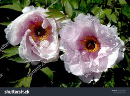 Image result for Pfingstrose