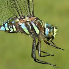 Attēlu rezultāti vaicājumam “Aeshna juncea male”